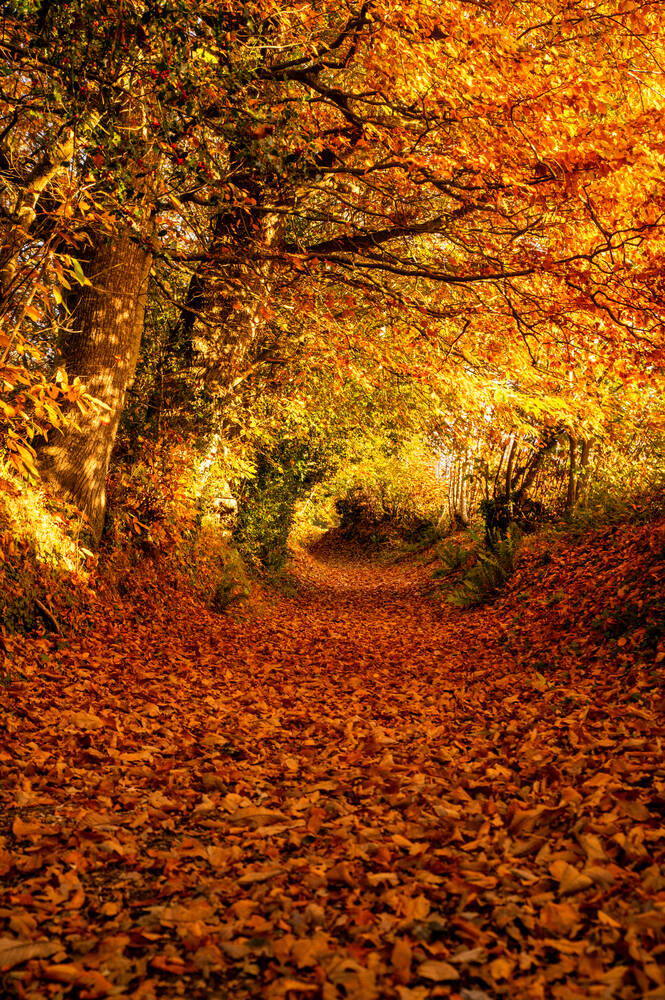 couleur-d-automne.jpg